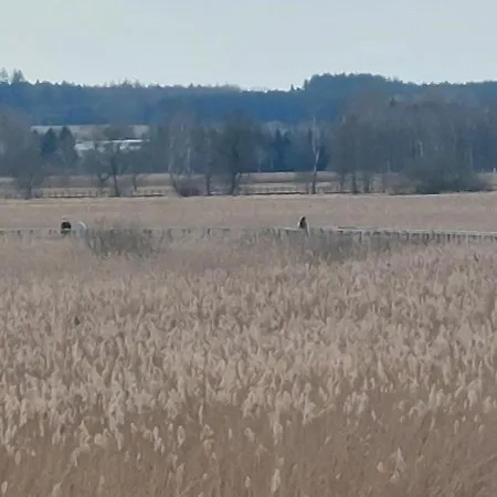 Gaestehaus Federseeflair